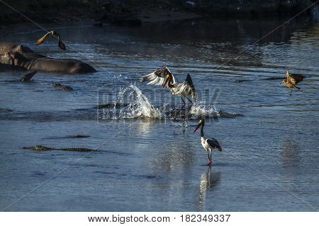 Saddle-billed stork in Kruger national park, South Africa ; Specie Ephippiorhynchus senegalensis family of Ciconiidae