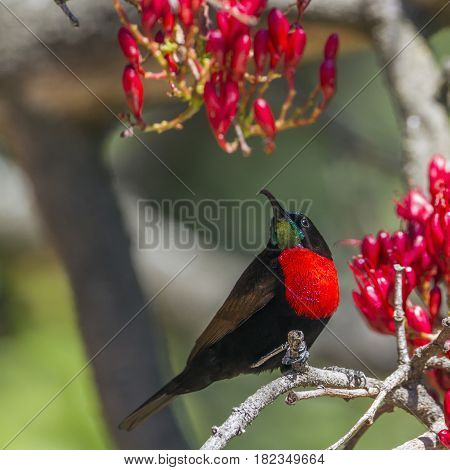 Scarlet-chested sunbird in Kruger national park, South Africa ; Specie Chalcomitra senegalensis family of Nectariniidae