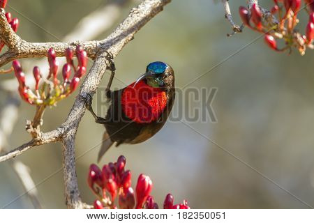 Scarlet-chested sunbird in Kruger national park, South Africa ; Specie Chalcomitra senegalensis family of Nectariniidae