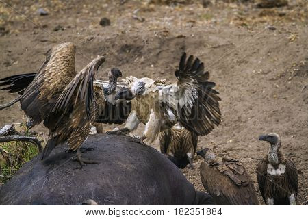 White-backed vulture in Kruger national park, South Africa ; Specie Gyps africanus family of Accipitridae