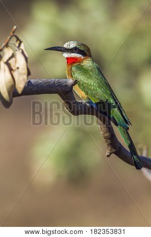 White-fronted bee-eater in Kruger national park, South Africa ; Specie Merops bullockoides family of Meropidae