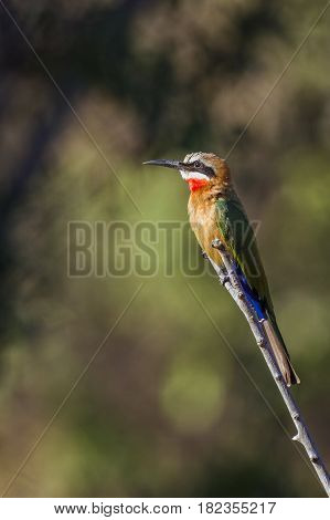 White-fronted bee-eater in Kruger national park, South Africa ; Specie Merops bullockoides family of Meropidae