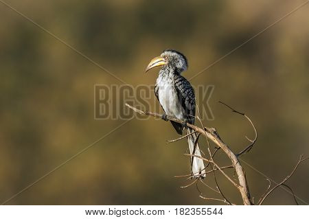 Southern yellow-billed hornbill in Kruger national park, South Africa ; Specie Tockus leucomelas family of Tockus leucomelas