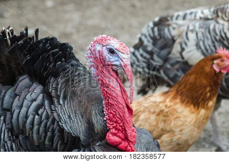 Portrait of a turkey with a big red appendage on the head. Turkey closeup.