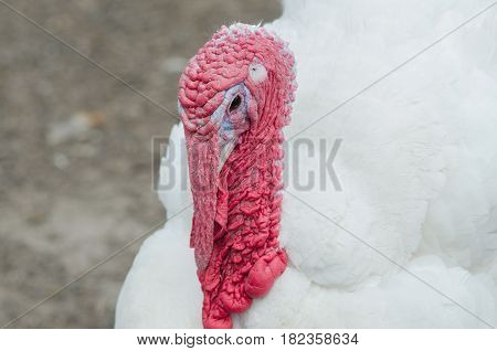 Portrait Of A Turkey With A Big Red Appendage On The Head.