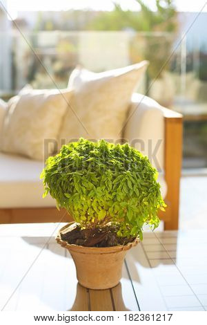 Basil in the ceramic pot outdoor. Modern interior and design concept