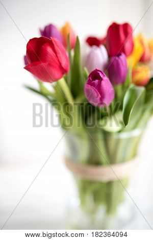 Colorful tulips in a glass vase on a white background with short depth of field