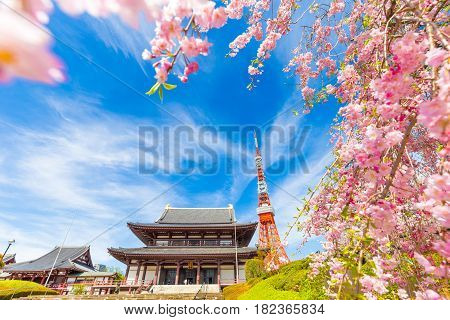 Blooming Sakura Flower Cherry Blossom In Zojoji Temple With Tokyo Tower