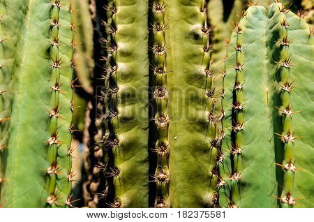 DETAIL VIEW OF THE CARDON CACTUS IN SUMMER