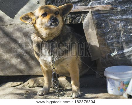 The lovely domestic dog with big teeth
