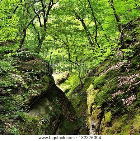Beautiful summer landscape in the mountains with a feather grass