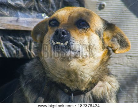 Cute domestic dog with big teeth looking into the distance