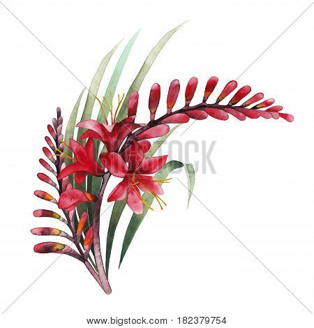 Watercolor crocosmia bouquet. Hand painted design isolated on white background