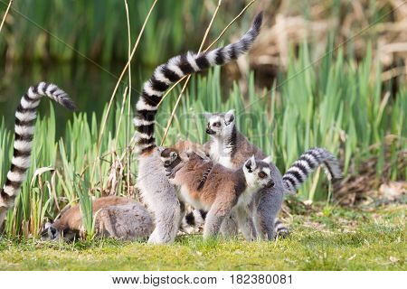 Ring-tailed Lemur