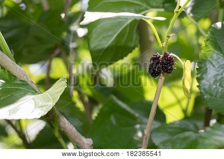 black Mulberry fruit on the branch. fresh organic mulberry fruit. black ripe and red unripe mulberries on the branch.