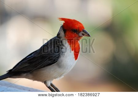 Red crested cardinal bird standing on a railing.