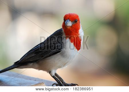 Face of a red crested cardinal bird standing along a railing.