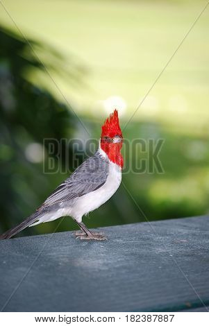 Look at a Hawaiian crested red cardinal songbird on a rail.