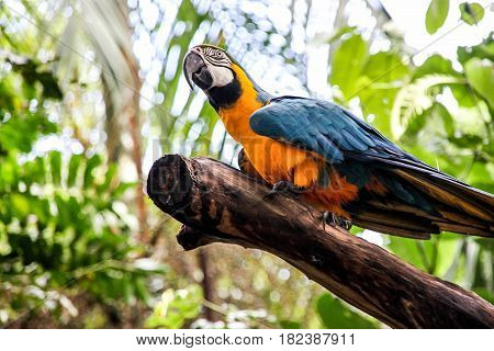 Yellow and blue big popugay cacadau is sitting on the tree in tropical forest.