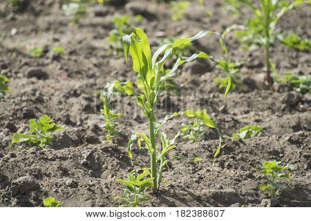 Seedlngs Growing In A Garden