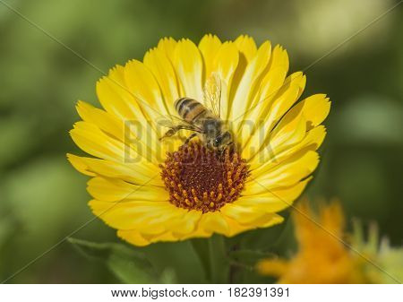 Honey Bee Collecting Pollen On A Yellow Daisy Flower
