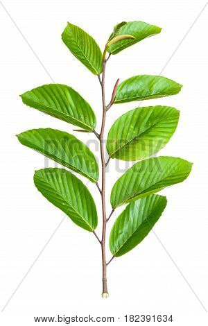 Leaf Isolate Natural