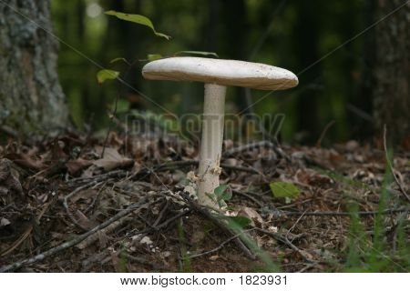 キノコ