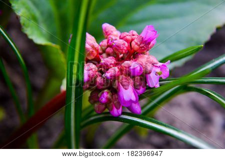 Bergenia Cordifolia Bergenia Crassifolia Or Badan Blooming