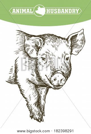 sketch of pig drawn by hand on a white background. livestock. animal grazing