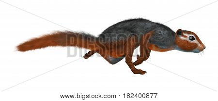 3D Rendering Red Bush Squirrel On White