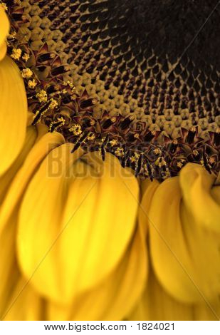 Blomst makro