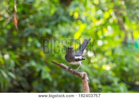 Bird (oriental Magpie-robin) On A Tree