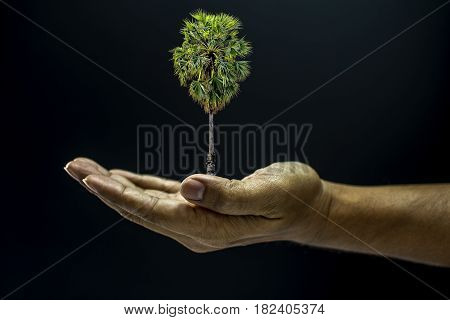 Hand Holding Borassus Flabellifer Palm Tree