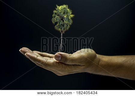 Hand Holding Borassus Flabellifer Palm Tree