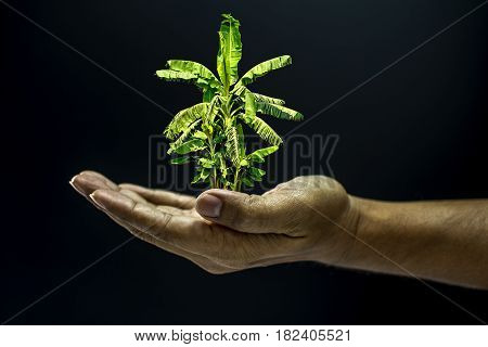 Hand Holding Banana Tree