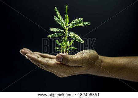 Hand Holding Banana Tree