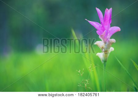 Wallpaper background garden park outdoor flower garden Curcuma sessilis.thailand Tropical forests