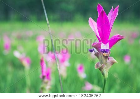Wallpaper background garden park outdoor flower garden Curcuma sessilis.thailand Tropical forests