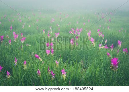 Wallpaper background garden park outdoor fog down flower garden Curcuma sessilis..thailand Tropical forests