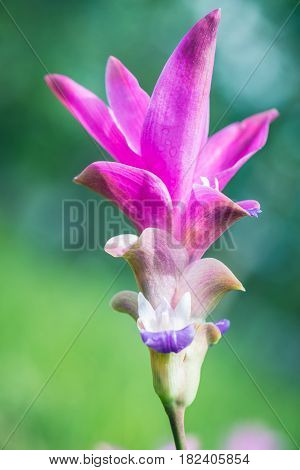 Wallpaper background garden park outdoor flower garden Curcuma sessilis.thailand Tropical forests
