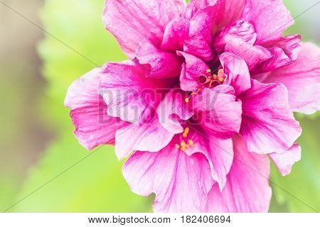 background nature Flower Hibiscus rosa-sinensis L. . full flower. White background