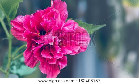 background nature Flower Hibiscus rosa-sinensis L. full flower. Blurred Background