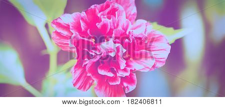 background nature Flower Hibiscus rosa-sinensis L. . full flower. White background