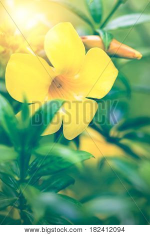 background nature Flower. Allamanda cathartica yellow. Full frame