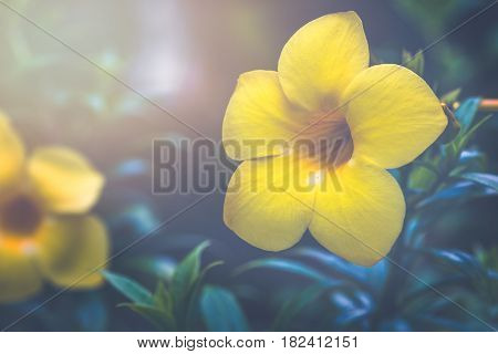 background nature Flower. Allamanda cathartica yellow. Full frame