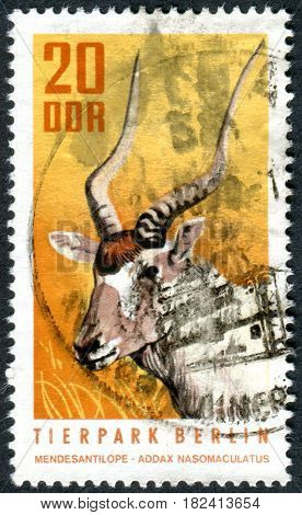 GERMANY - CIRCA 1970: A stamp printed in Germany (GDR) shows the the animals of the Berlin Zoo - Addax (Addax nasomaculatus) circa 1970