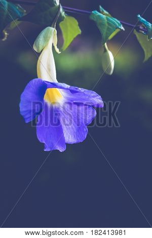 background nature Flower Thunbergia erecta. full flower. Purple flowers