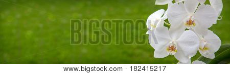 Beautiful white orchid flowers isolated on green background.