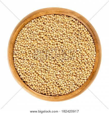 Yellow mustard seeds in wooden bowl. Sinapis alba, also white mustard or eye of newt. Used for sprouting, as spice and for making mustard. Macro food photo close up from above on white background.