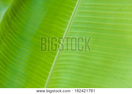 textured bright and shiny fresh banana leaf for background